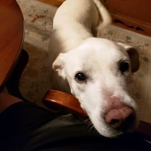 Meet your Posher, Molly